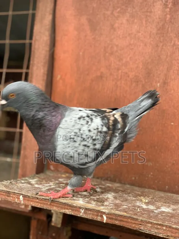 Male Modena Pigeons · Photo 1