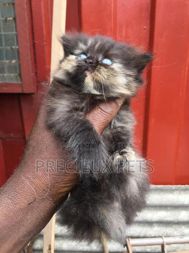 1-3 months Male Purebred Persian · Photo 1