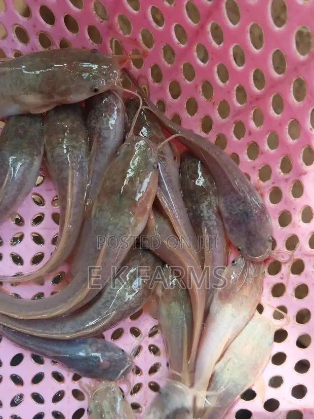 Fast Growing Healthy Catfish Juveniles Available · Photo 4