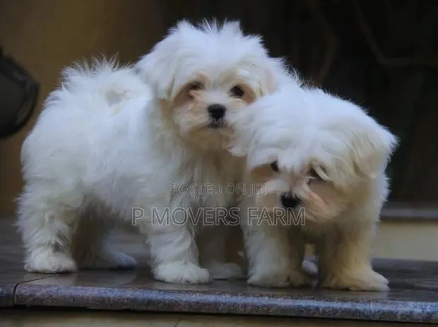 1-3 months Female Purebred Poodle · Photo 1