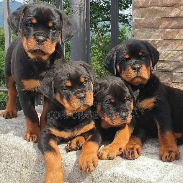 1-3 months Male Purebred Rottweiler · Photo 1