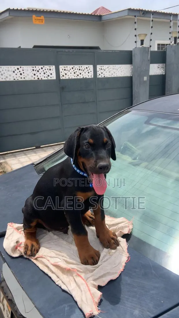 1-3 months Male Purebred Doberman Pinscher · Photo 1
