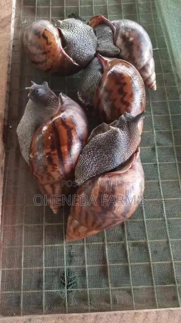 Jumbo ( Big Size Snails ) · Photo 1