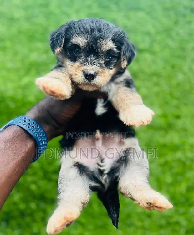 1-3 months Male Purebred Maltipoo · Photo 1