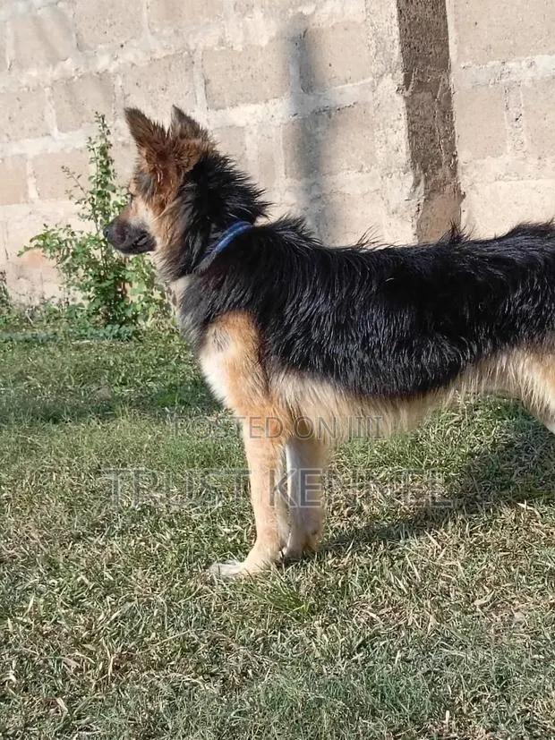 6-12 months Male Purebred German Shepherd · Photo 1