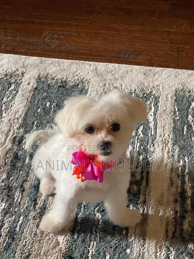 1-3 months Female Purebred Lhasa Apso · Photo 1