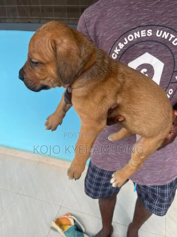 1-3 months Female Purebred Boerboel · Photo 4