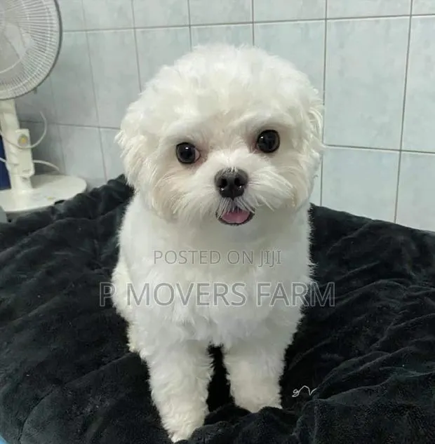 1-3 months Female Purebred Maltese · Photo 1