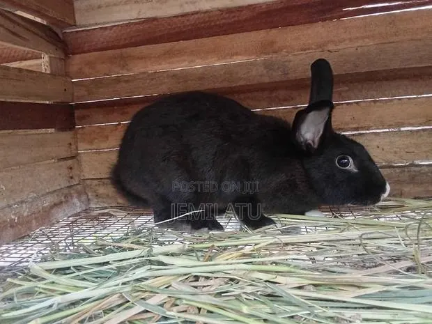 Female Rabbit Ready for Crossing · Photo 1