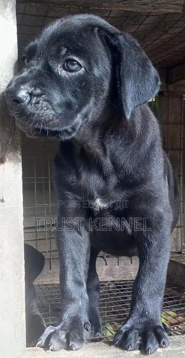 1-3 months Male Purebred Cane Corso · Photo 1