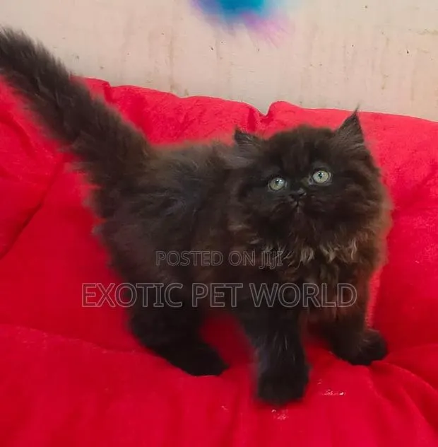 1-3 months Male Purebred Persian · Photo 1