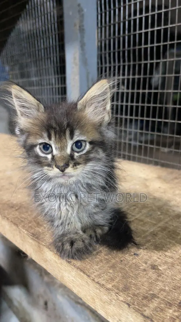 0-1 month Female Purebred Maine Coon · Photo 1