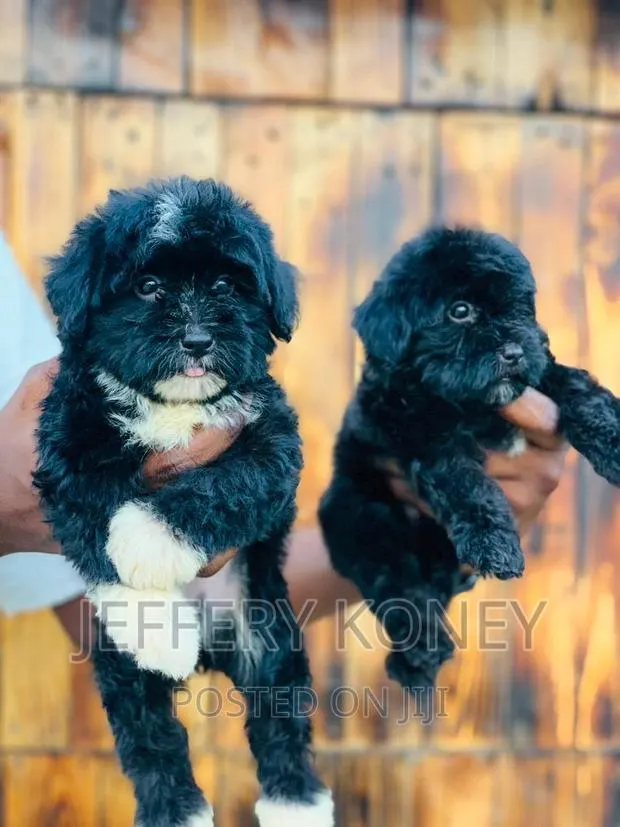 1-3 months Male Purebred Poodle · Photo 1