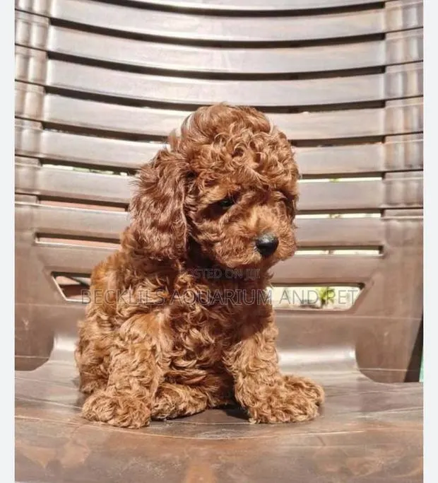 3-6 months Female Purebred Poodle · Photo 1
