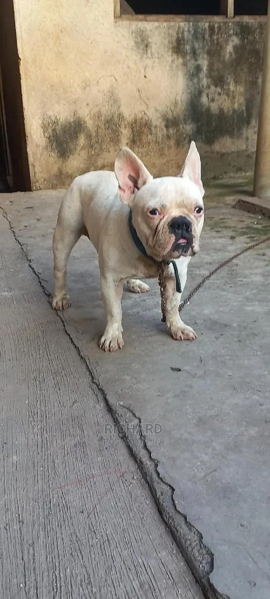 French Bulldog For Stud/Crossing Services · Photo 1