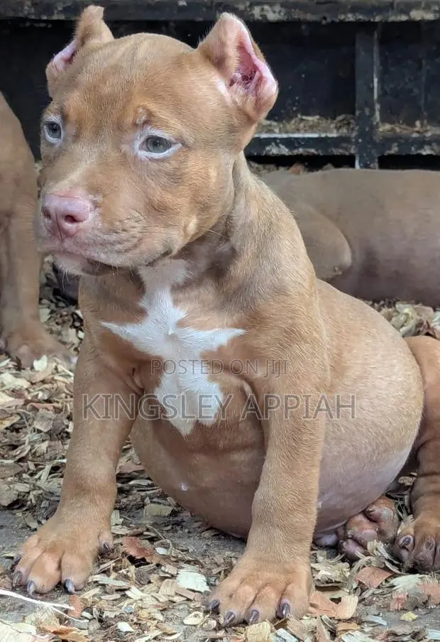 1-3 months Male Purebred American Bully · Photo 1