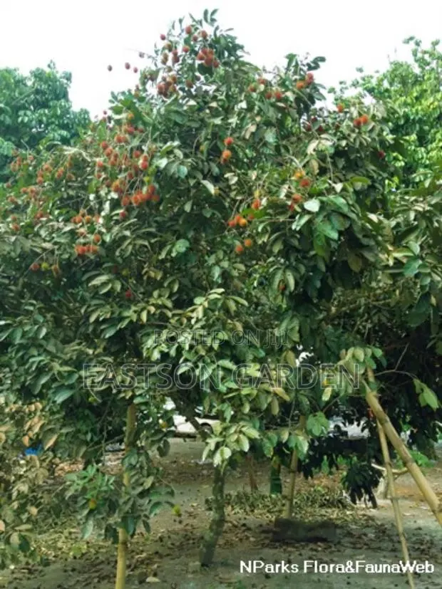 Rambutan Seedlings for Sale · Photo 4