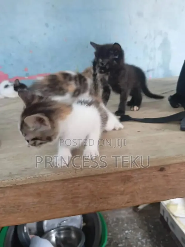 1-3 months Female Purebred Cat · Photo 1
