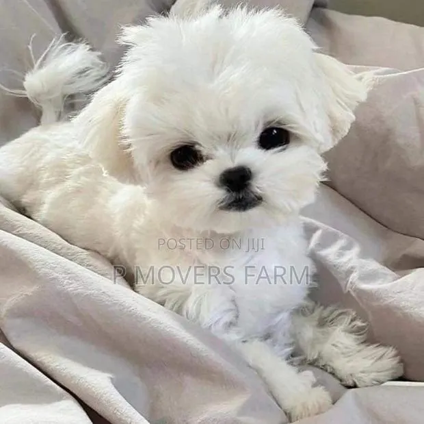 1-3 months Female Purebred Maltese · Photo 1