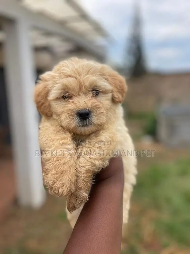 1-3 months Female Purebred Poodle · Photo 1
