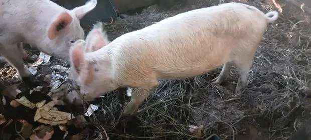 Pigs · Photo 1