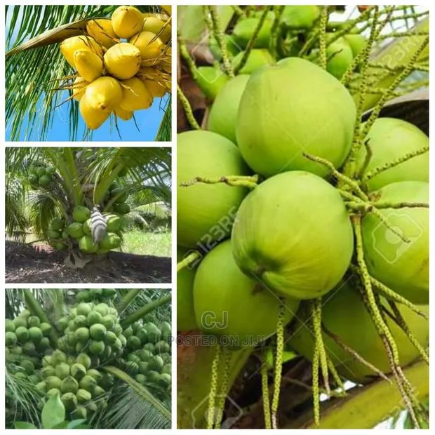Dwarf Coconut Seedlings for Sale · Photo 1