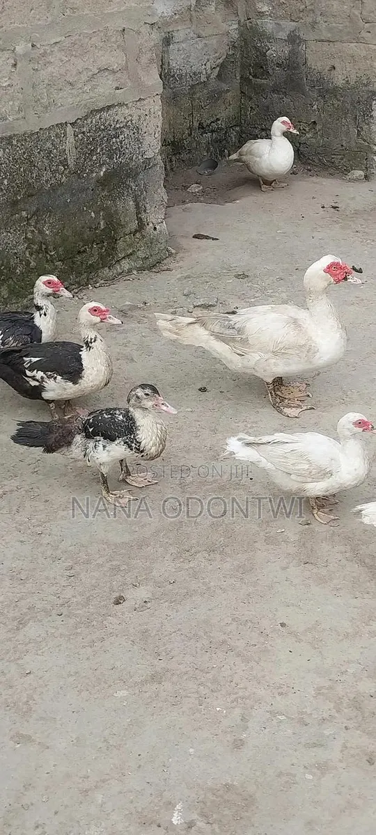 Beautiful Ducks