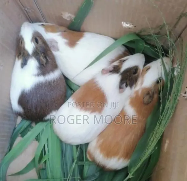 Matured Guinea Pigs Available · Photo 1