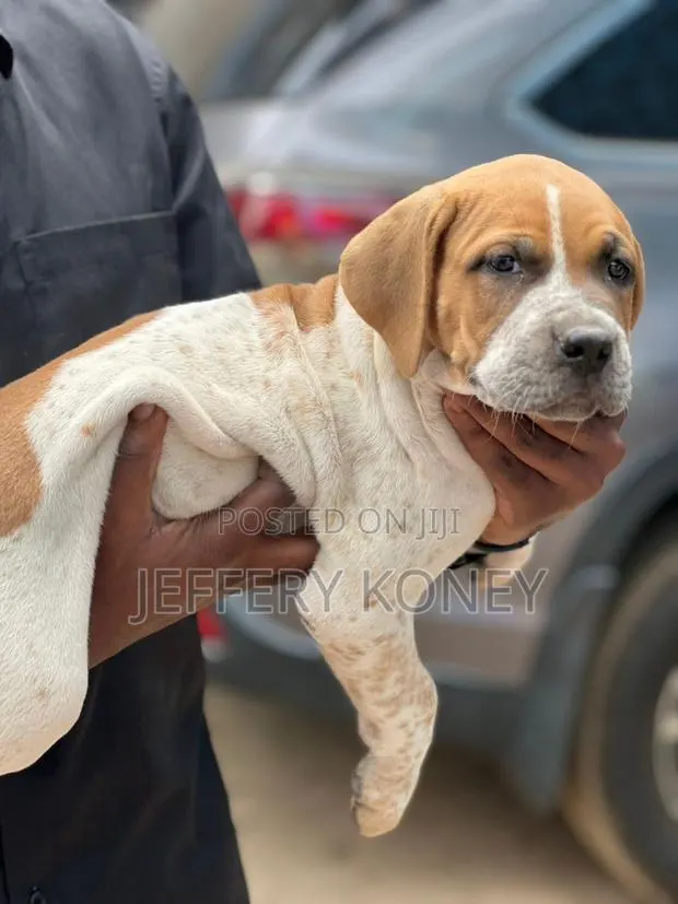 1-3 months Female Purebred Boerboel · Photo 1