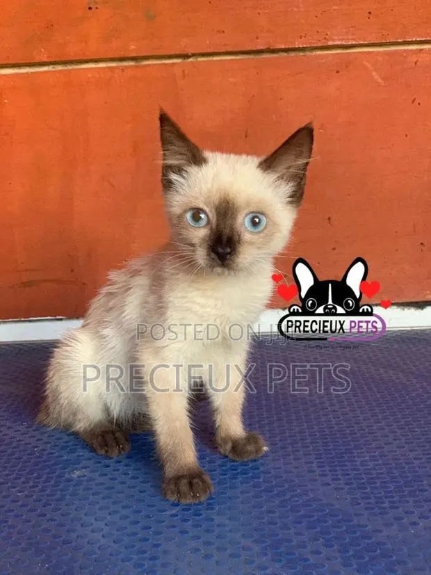 1-3 months Female Purebred Siamese · Photo 1