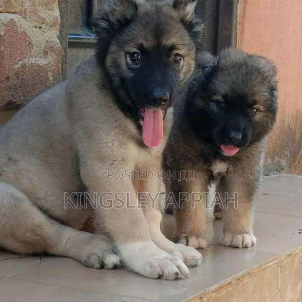 1-3 months Male Purebred Caucasian Shepherd · Photo 1