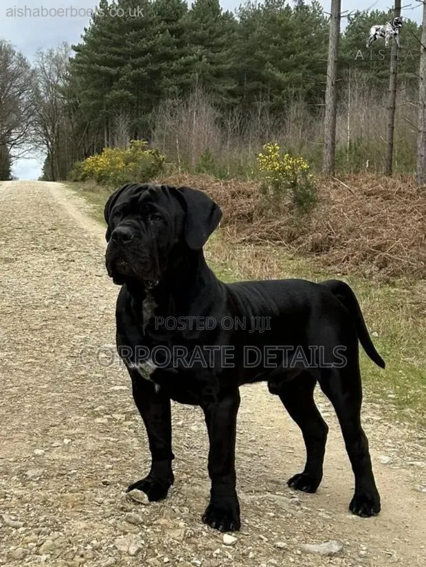 6-12 months Male Purebred Boerboel · Photo 1