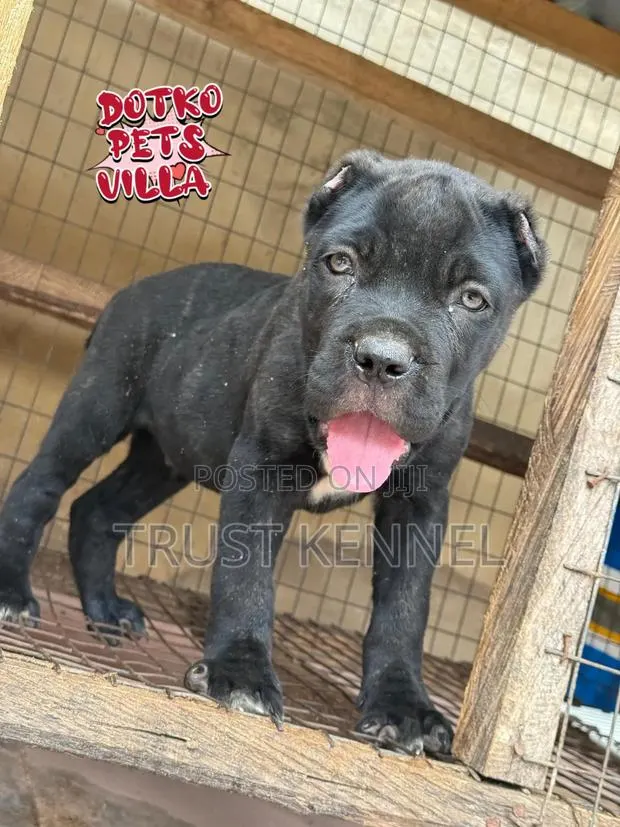 1-3 months Male Purebred Cane Corso · Photo 1