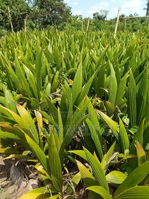 Coconut Seedlings for Sale · Photo 1