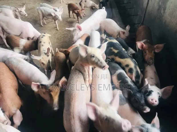 All Breed Females Pigs for Breeding · Photo 1