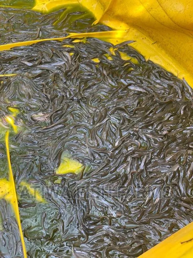 Juvinals Fish · Photo 1