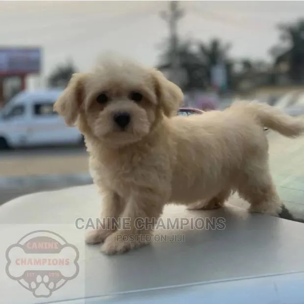 1-3 months Female Purebred Poodle · Photo 1