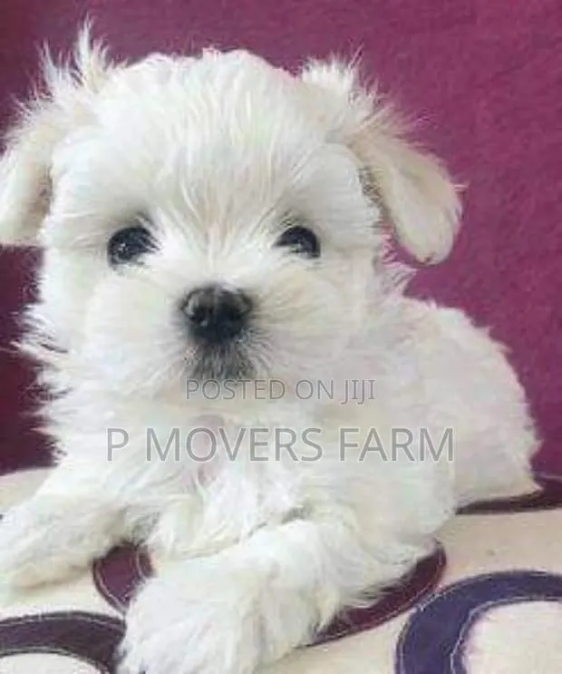 1-3 months Female Purebred Maltese · Photo 1