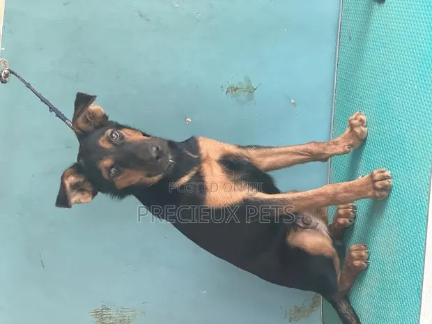 1-3 months Male Purebred German Shepherd · Photo 1