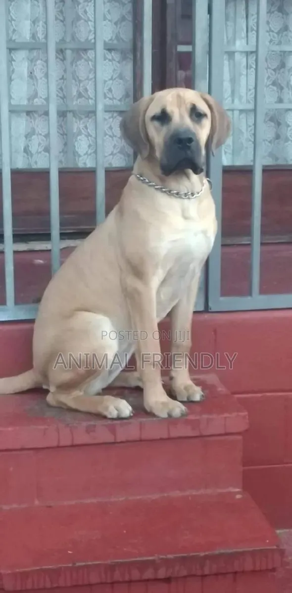 1-3 months Male Purebred Boerboel · Photo 1
