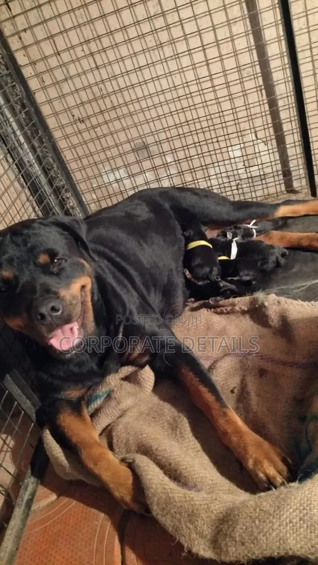 1+ year Male Purebred Rottweiler · Photo 1