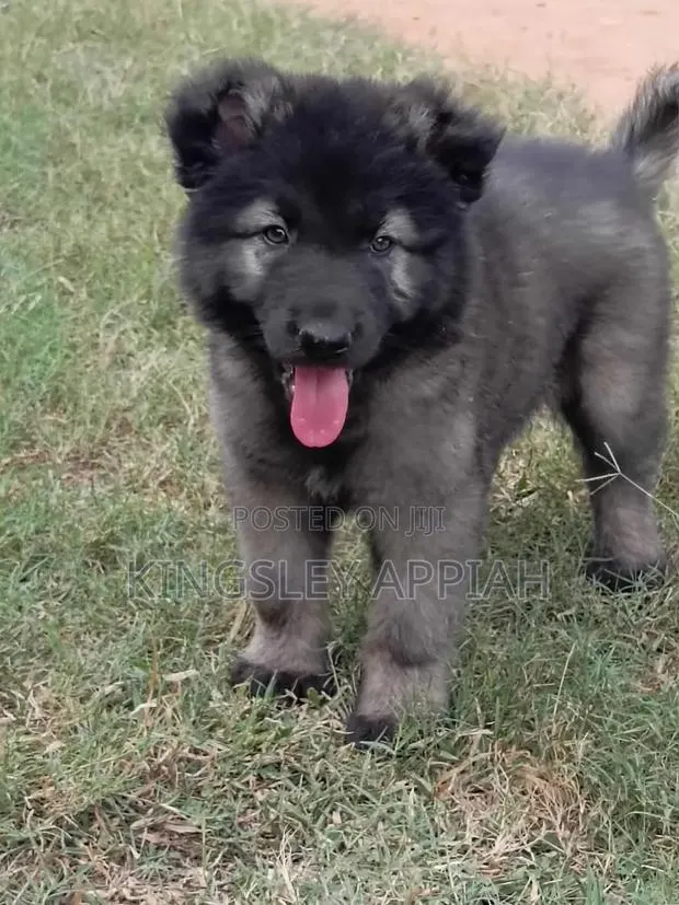 1-3 months Male Purebred Caucasian Shepherd · Photo 1