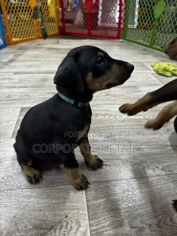 1-3 months Male Purebred Doberman Pinscher · Photo 1