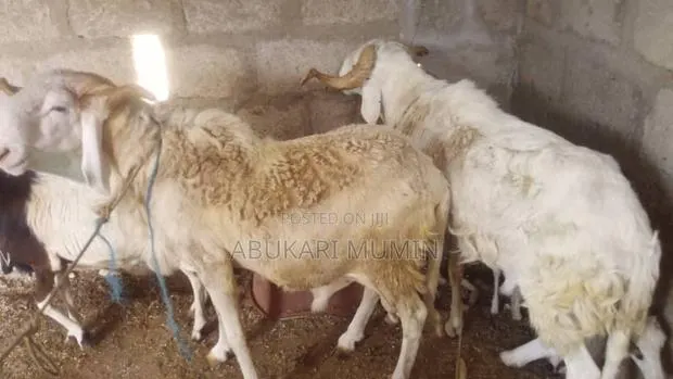 Healthy and Affordable Sheep for Sell · Photo 1