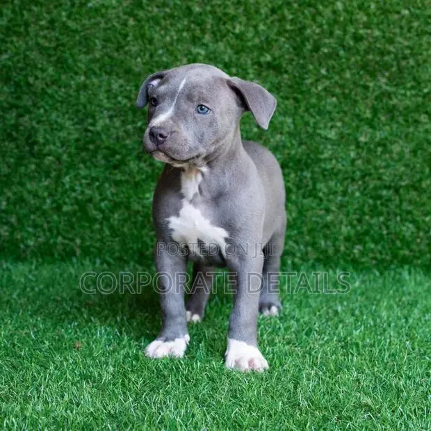 1-3 months Male Purebred American Pit Bull Terrier · Photo 1