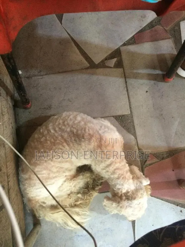Pet Grooming Services · Photo 2