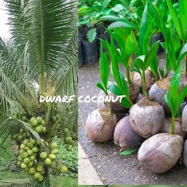 Dwarf and Hybrid Coconut Seedlings · Photo 1