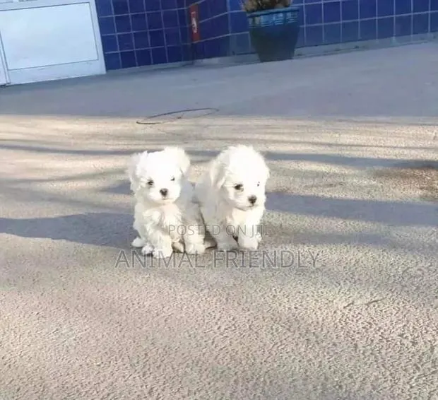 1-3 months Male Purebred Poodle · Photo 1