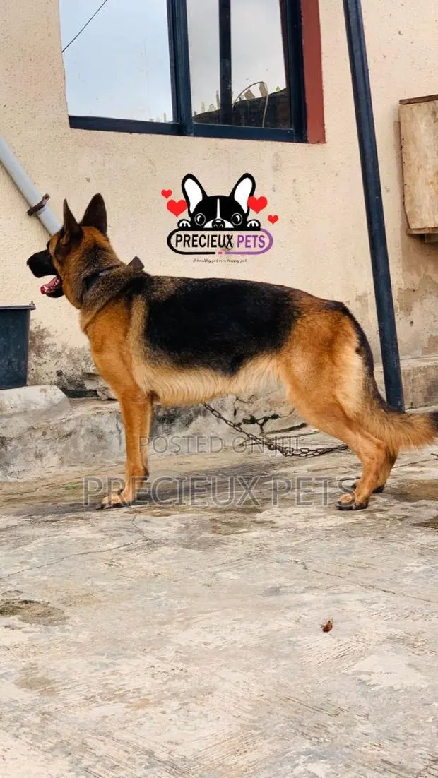 1+ year Female Purebred German Shepherd · Photo 1