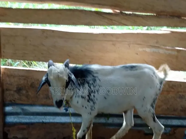 Hybrid Barbari Male Goat for Sale Good for Crossing,high Genetic · Photo 1